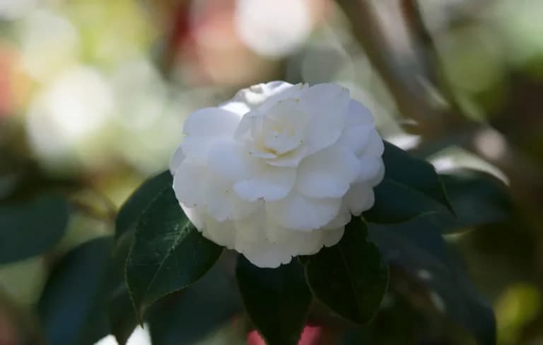 Η καμέλια στο σπίτι: φροντίδα και διακόσμηση