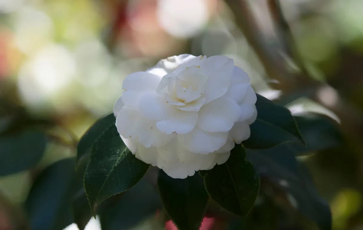 Η καμέλια στο σπίτι: φροντίδα και διακόσμηση