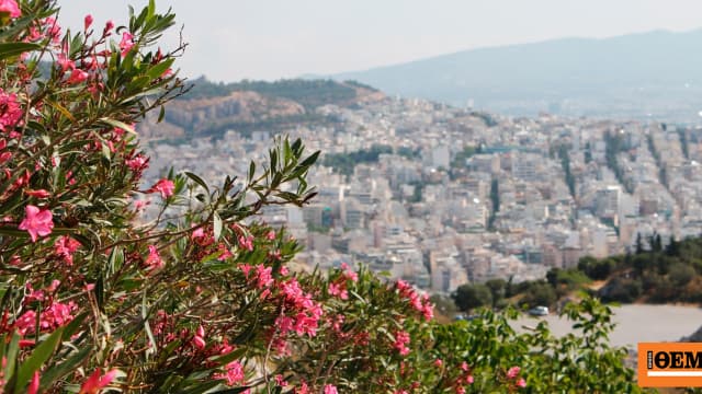 Πόλεμος πικροδάφνης: ΕΟΔΥ ζητά ξήλωμα, περιβαλλοντολόγοι αντιδρούν