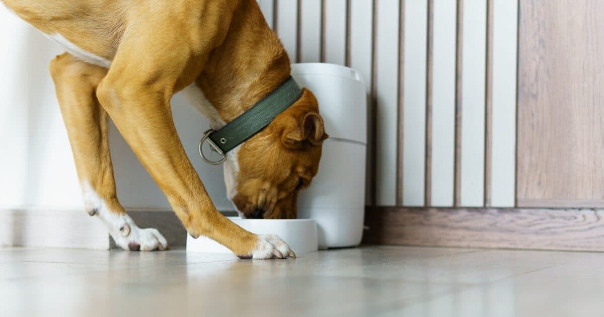 Η τεχνολογία στη φροντίδα κατοικιδίων