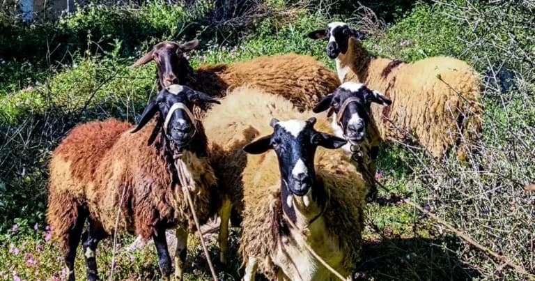 Αφθώδης πυρετός στη Λέσβο: 48 κρούσματα σε 60 εκτροφές