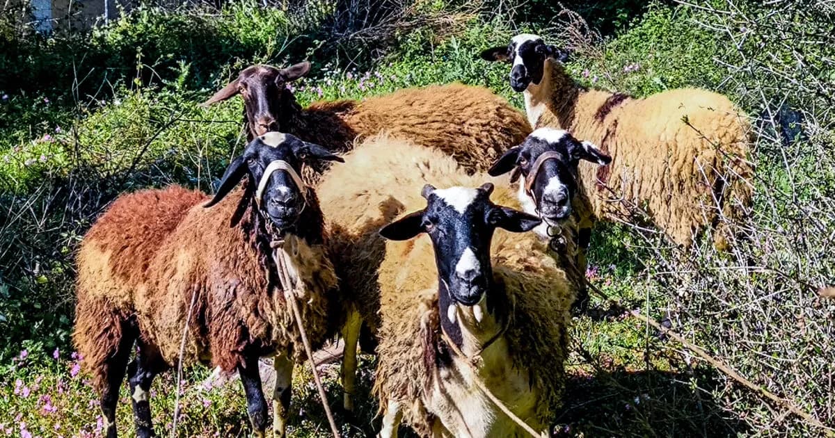 Αφθώδης πυρετός στη Λέσβο: 48 κρούσματα σε 60 εκτροφές