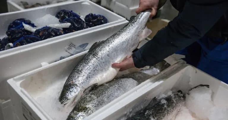 Η κοκαΐνη στα ποτάμια αλλάζει τη συμπεριφορά των σολομών