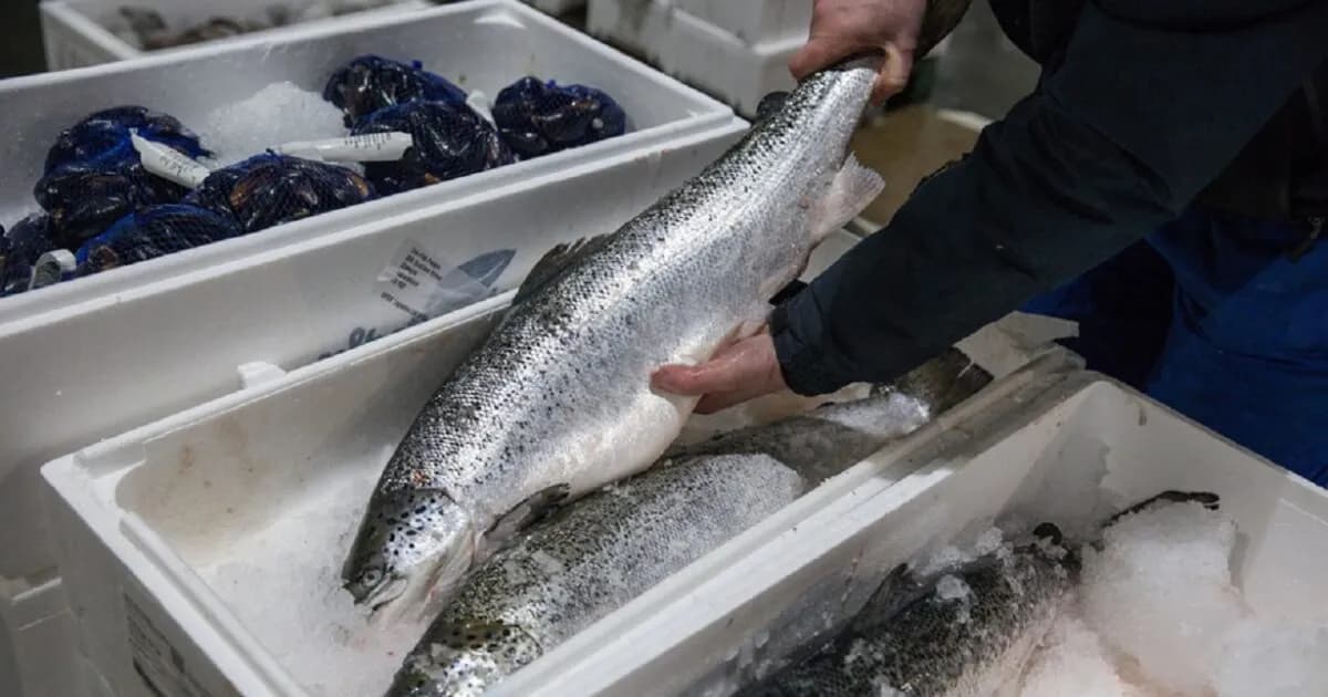 Η κοκαΐνη στα ποτάμια αλλάζει τη συμπεριφορά των σολομών