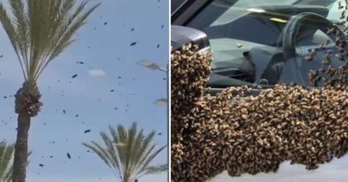 Χιλιάδες μέλισσες κατέκλυσαν εμπορικό κέντρο στο Ισραήλ