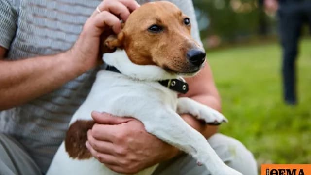 Σύλληψη για παράνομη πώληση σκύλου στη Θεσσαλονίκη
