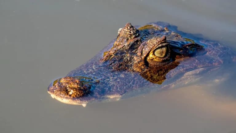 Ο κροκόδειλος στο κανάλι του Ρουμπέ σόκαρε τη Γαλλία