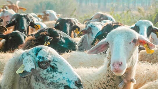 Κυβέρνηση ενισχύει αγροτικό τομέα Λέσβου κατά αφθώδους πυρετού