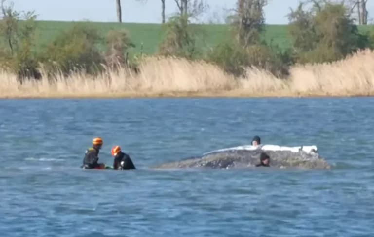 Η φάλαινα «Τίμι» φορτώθηκε σε μαούνα για διάσωση