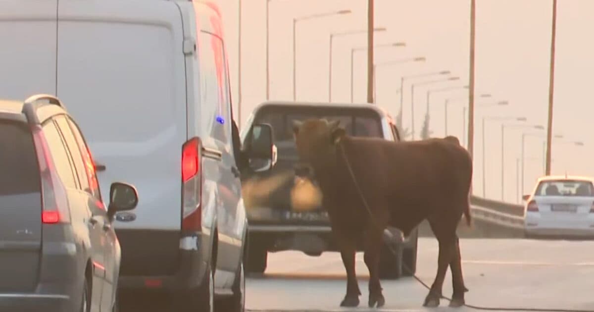 Αγελάδα στην Εθνική Οδό Θεσσαλονίκης προκάλεσε χάος