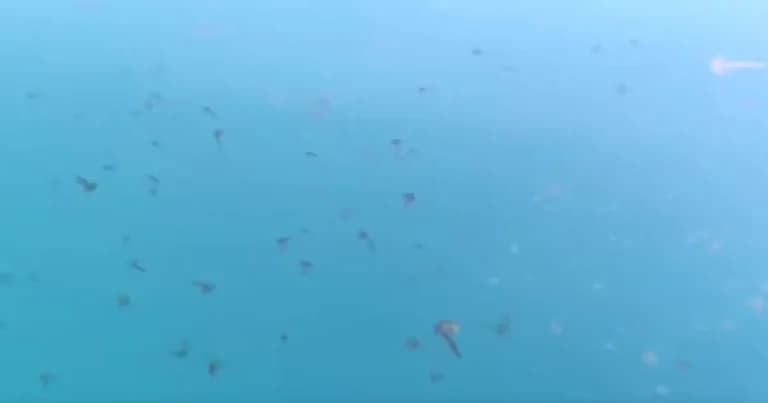 Μέδουσες κατακλύζουν τις παραλίες της Εύβοιας