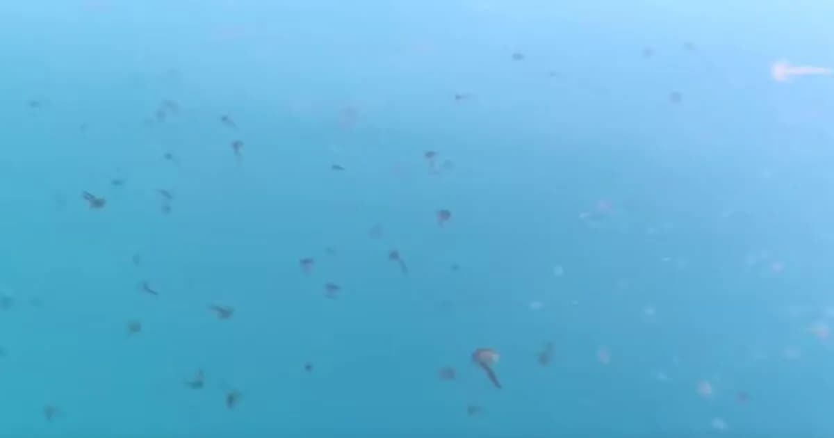 Μέδουσες κατακλύζουν τις παραλίες της Εύβοιας