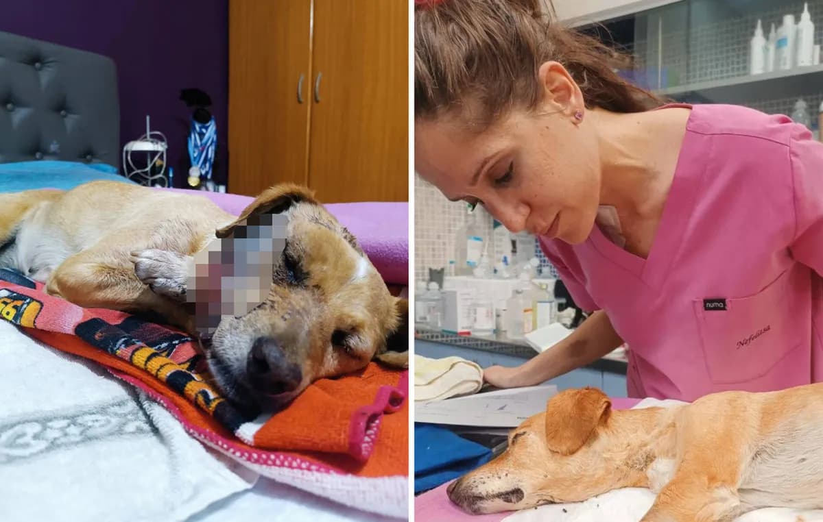 Η Μπέμπα της Σάμου: Κακοποίησαν σκυλίτσα μέχρι θανάτου