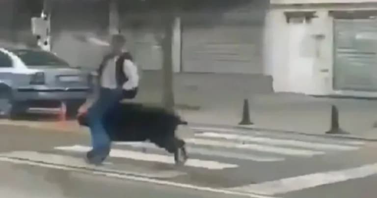 Αγριογούρουνο επιτέθηκε σε τρεις πεζούς στην Τουρκία