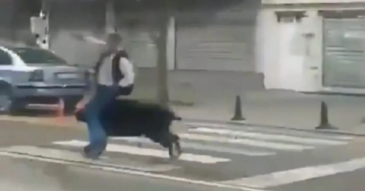 Αγριογούρουνο επιτέθηκε σε τρεις πεζούς στην Τουρκία