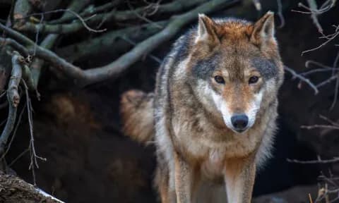 Οι λύκοι της Πάρνηθας που έχασαν το φόβο τους για ανθρώπους