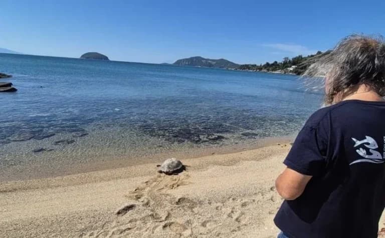 Υπό πίεση το 88% των παραλιών ωοτοκίας Caretta Caretta