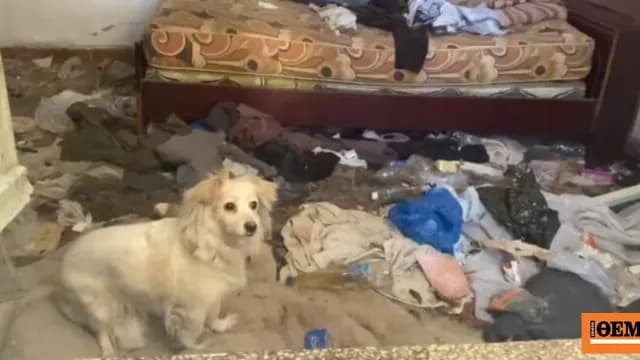 Το σκυλάκι του Βόλου διασώθηκε από σπίτι-σκουπιδότοπο