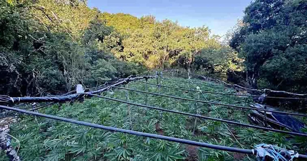Χασισοφυτεία 1.383 δενδρυλλίων στα Καμένα Βούρλα