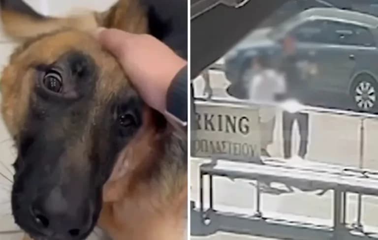 Η Αστυνομία έσωσε σκύλο εγκλωβισμένο σε αυτοκίνητο στη Βάρη