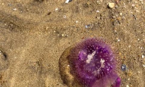 Οι μωβ μέδουσες επέστρεψαν: Χαλκίδα, Αρτάκη, Πολιτικά