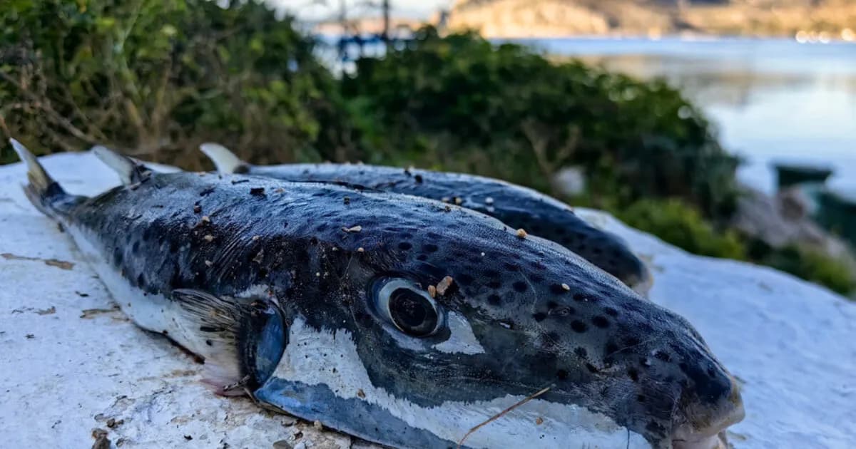 Ο θάνατος σκύλου από τοξικό λαγοκέφαλο σοκάρει την Κρήτη