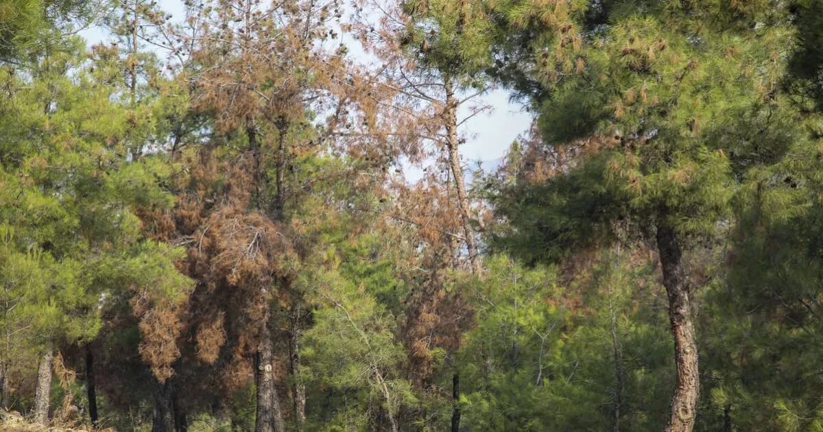 Καύσωνας: Απαγόρευση κυκλοφορίας σε Σέιχ Σου και Χαλκιδική