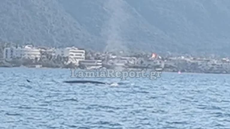 Η φάλαινα-φυσητήρας κάνει βόλτες στα Καμένα Βούρλα