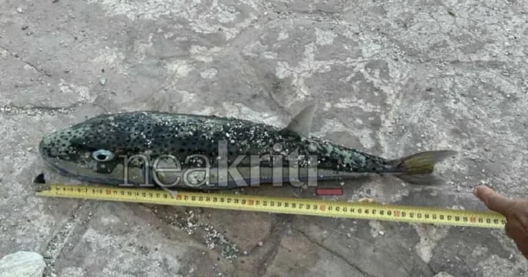 Γιγάντιος λαγοκέφαλος εντοπίστηκε σε παραλία στο Ηράκλειο
