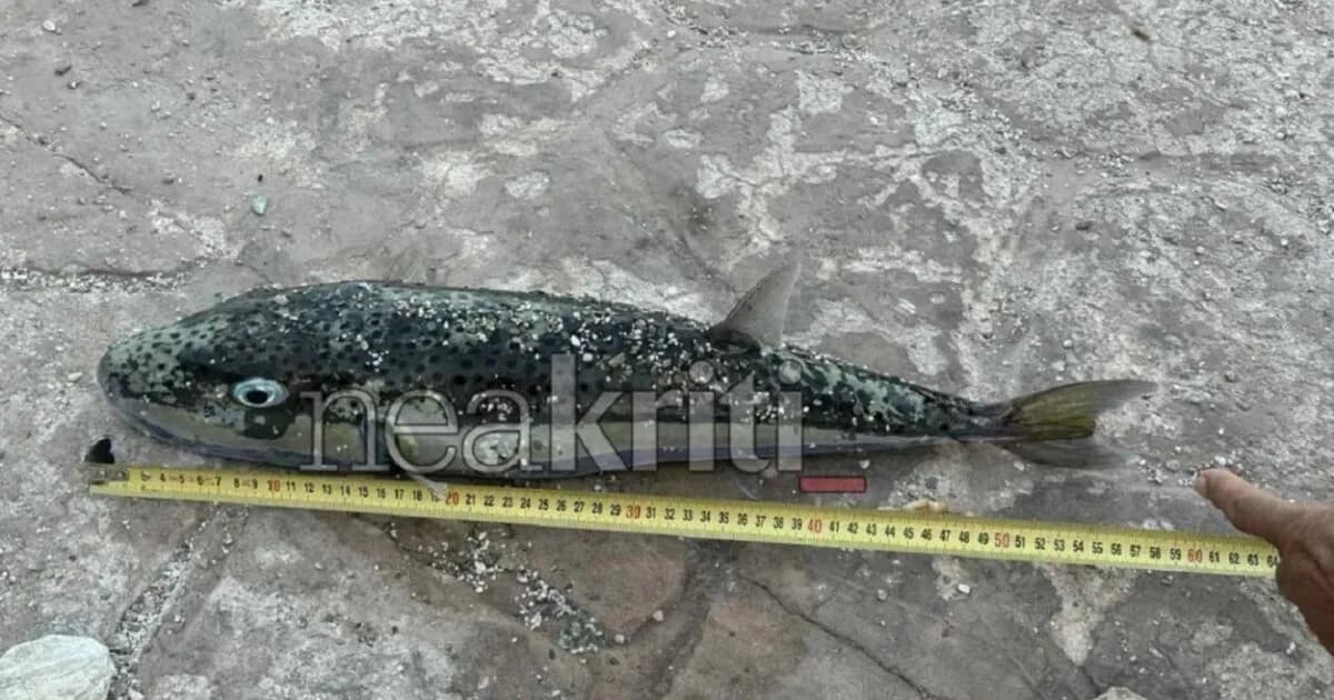 Γιγάντιος λαγοκέφαλος εντοπίστηκε σε παραλία στο Ηράκλειο