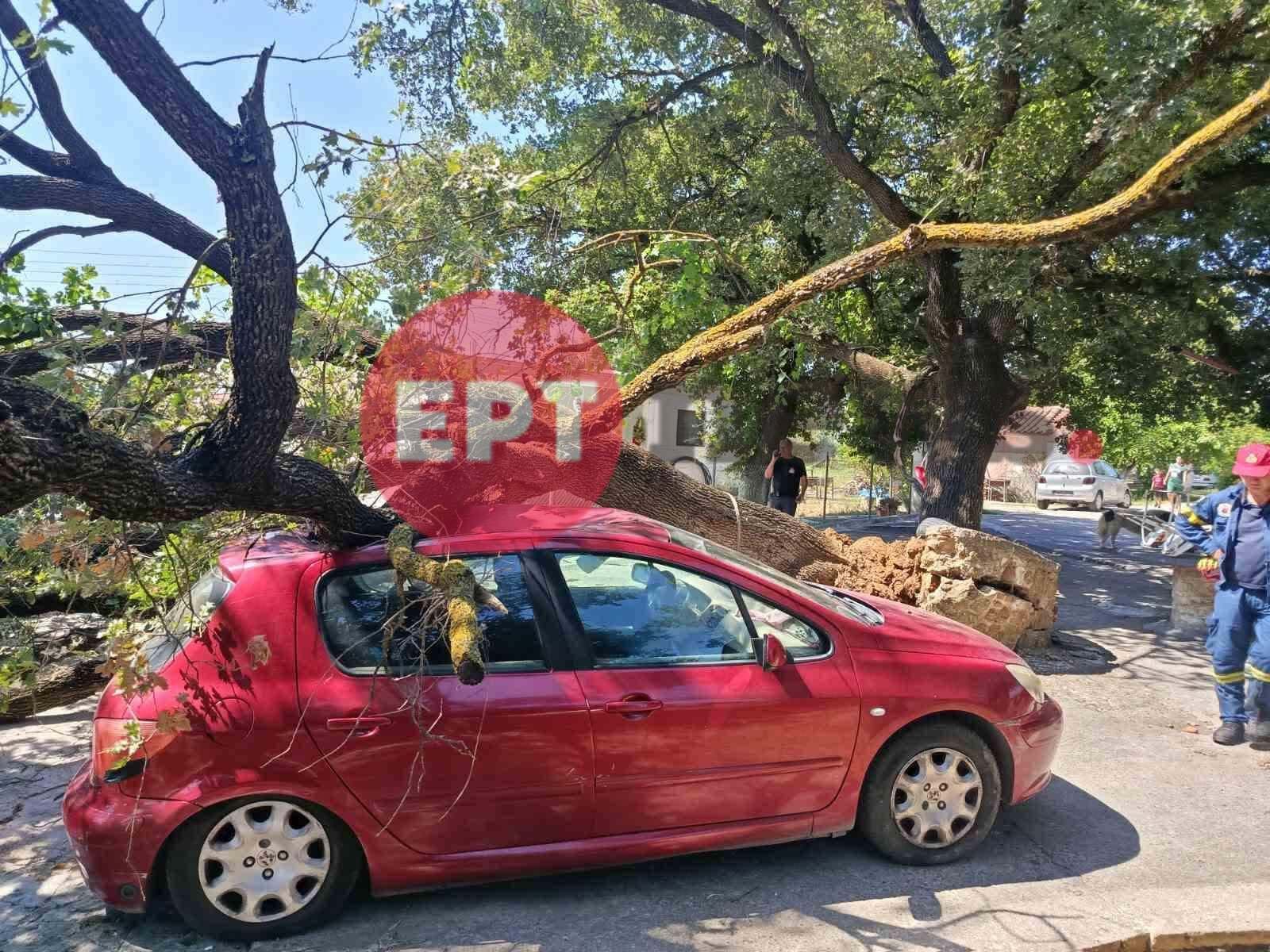 Η βελανιδιά που κατέρρευσε σε αυλή στο Τραγανό Πύργου