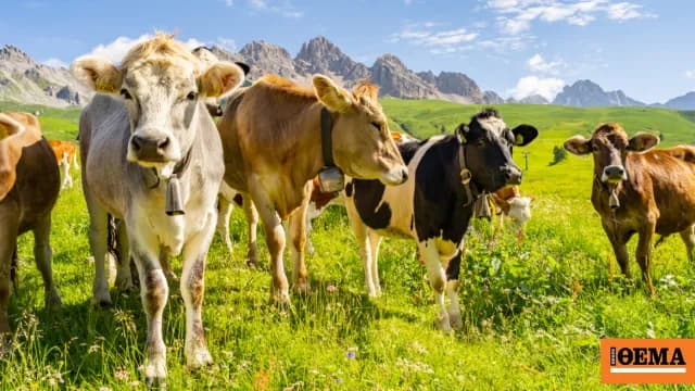 Η μυστηριώδης ασθένεια πλήττει αγελάδες στην Ελβετία