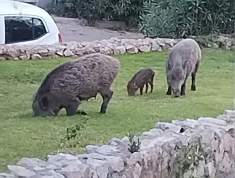 Οικογένεια αγριογούρουνων βρέθηκε σε καφετέρια στην Πετρούπολη