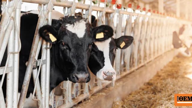 Οι 25.000 αγελάδες στην Ισπανία απολαμβάνουν μουσική και δροσιά