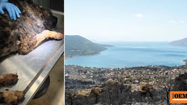 Ο σκύλος του Πόρτο Γερμενού γύρισε τραυματισμένος στο σπίτι