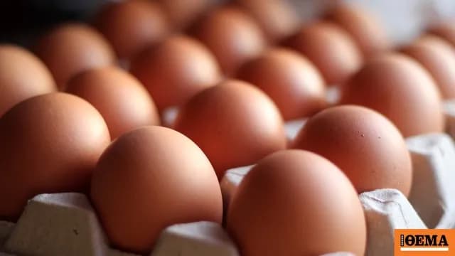 Η έξαρση σαλμονέλας στο Βέλγιο αγγίζει τα 306 κρούσματα