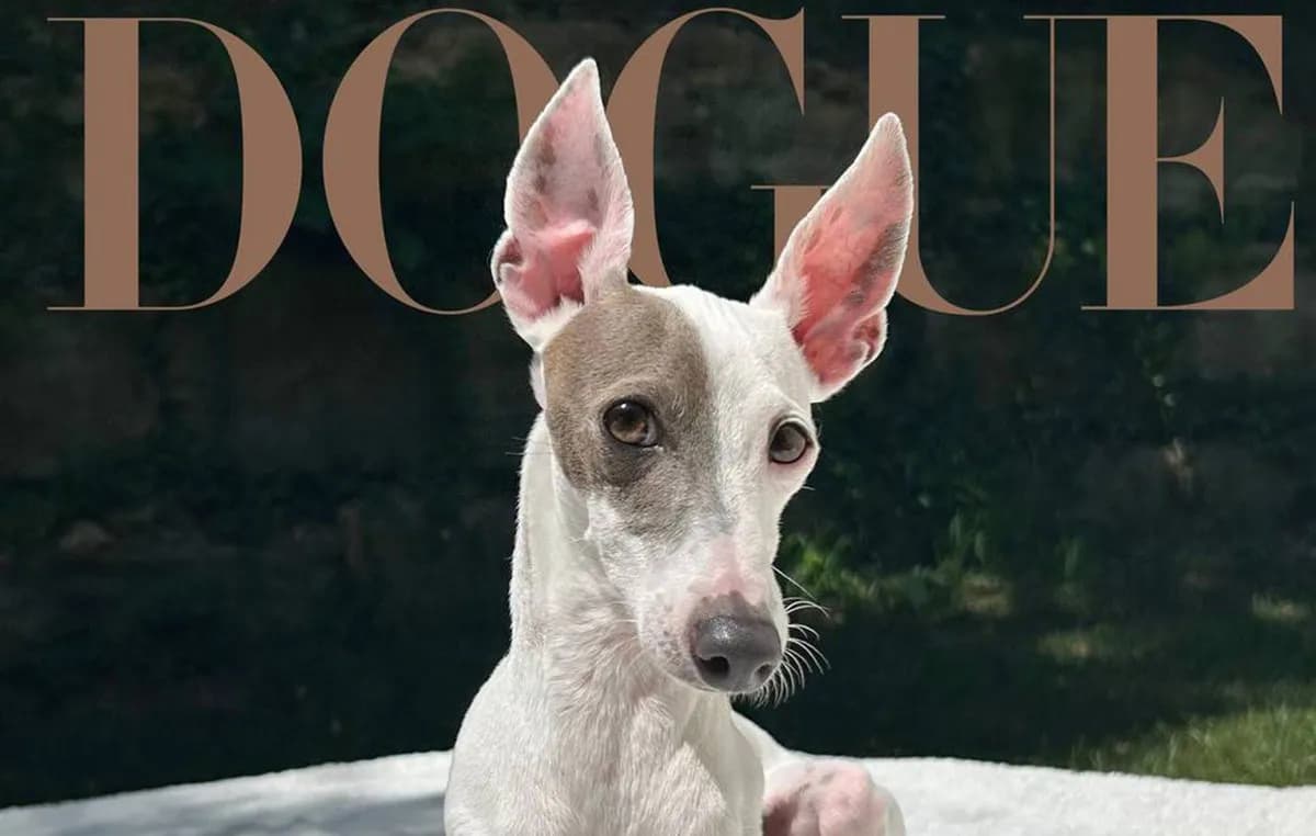 Ο Sir Spud νικητής του διαγωνισμού Dogue της Vogue