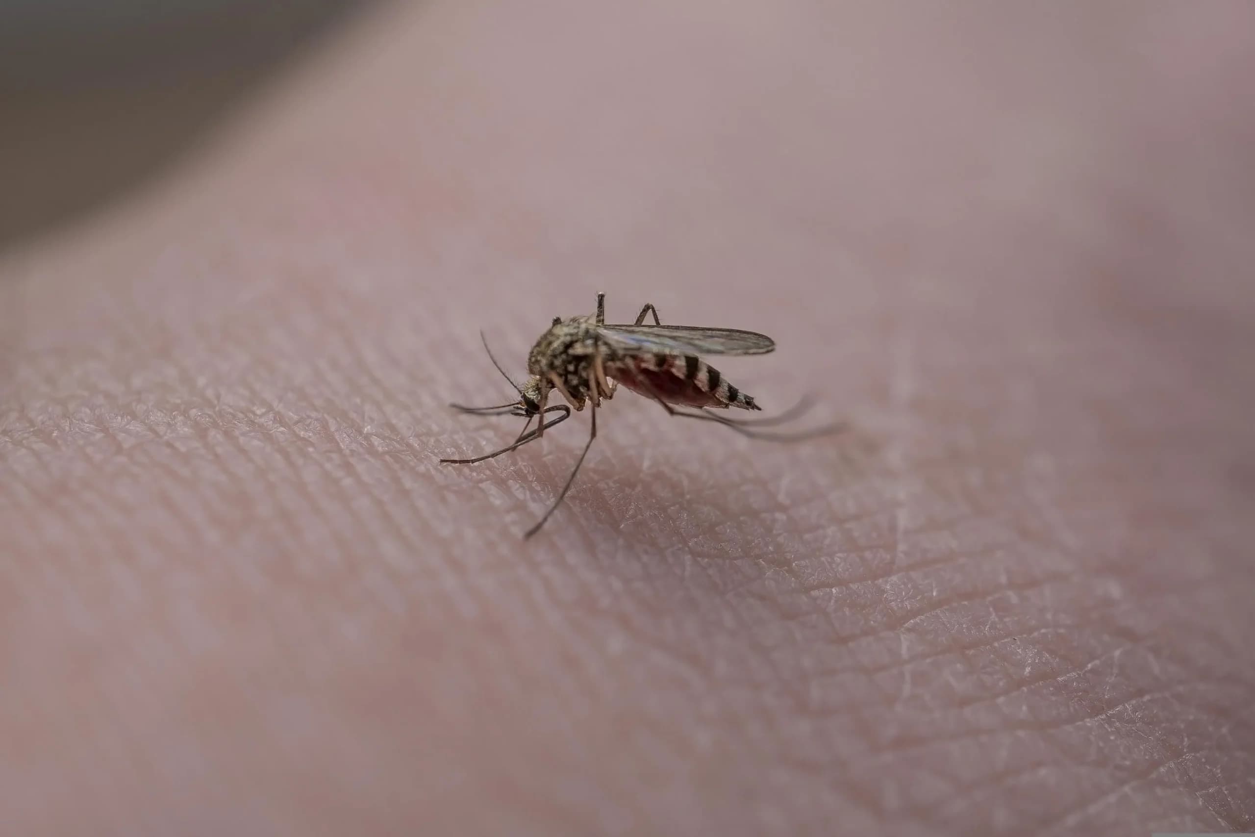 Ο Ιός Δυτικού Νείλου Οργιάζει στην Ανατολική Αττική