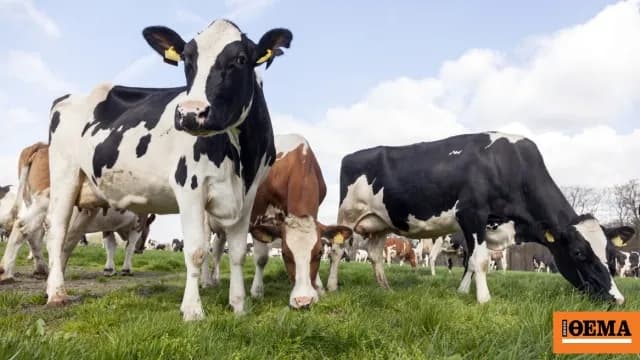 Η Σκωτία επιβεβαίωσε κρούσμα της νόσου των «τρελών αγελάδων»