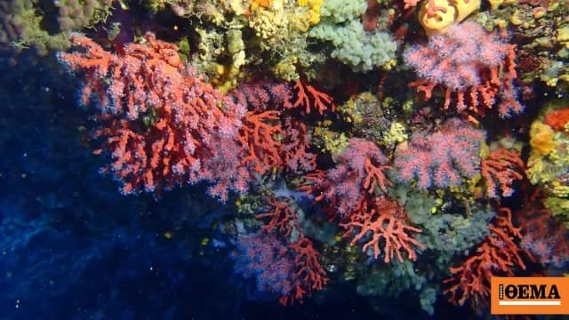 Η παράνομη αλιεία κοραλλιών στη Σκόπελο: 800.000 ευρώ