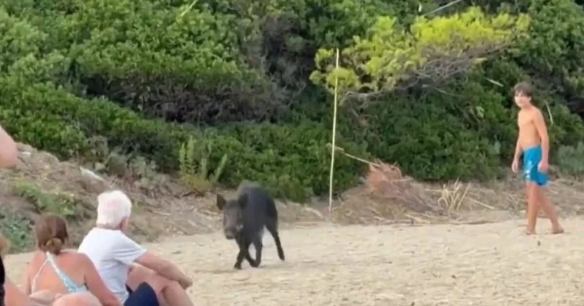 Τα αγριογούρουνα εισβάλλουν σε παραλία στη Γαλλική Ριβιέρα