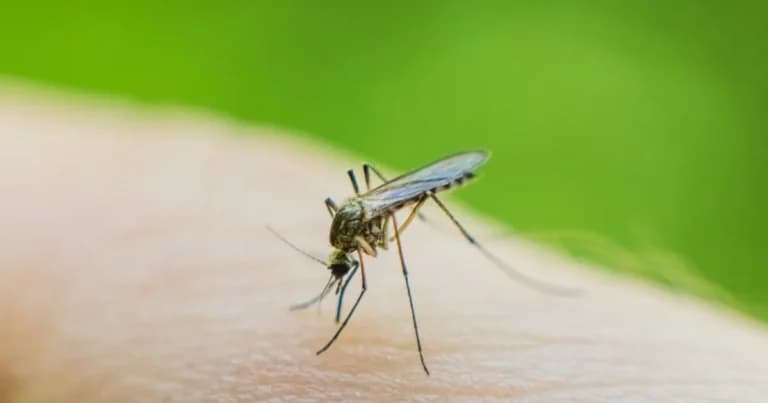 Ο ιός Δυτικού Νείλου εξαπλώνεται: 110 κρούσματα, 9 νεκροί