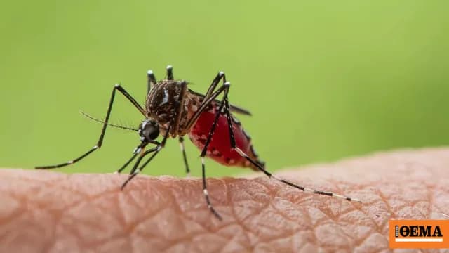 Ο Ιός Δυτικού Νείλου: 157 Κρούσματα και 13 Θάνατοι