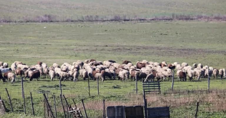 Αποζημιώσεις 38,1 εκατ. ευρώ σε κτηνοτρόφους της Λέσβου