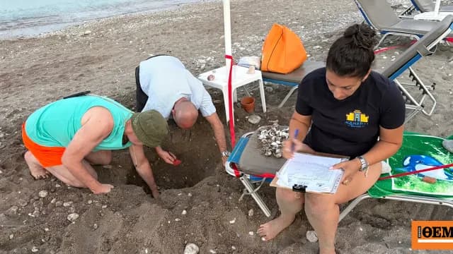 Τα χελωνάκια Caretta caretta ξεπρόβαλαν σε παραλία της Ρόδου