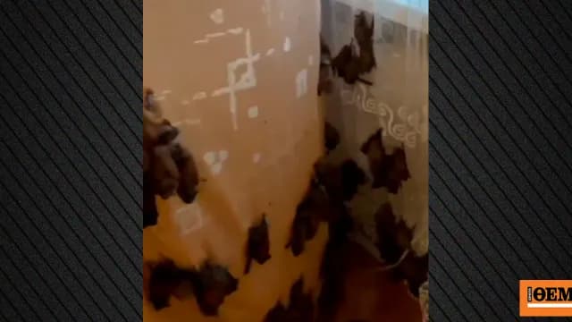 Εκατοντάδες νυχτερίδες εισέβαλαν σε διαμέρισμα στο Κίεβο