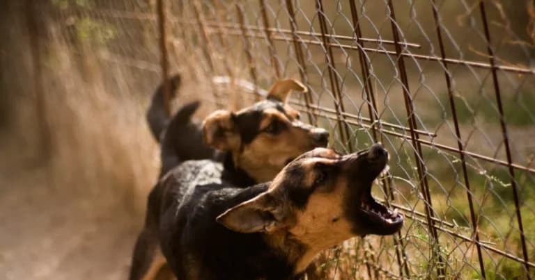 Επίθεση σκυλιών σε 69χρονη τουρίστρια στην Άφησσο Βόλου