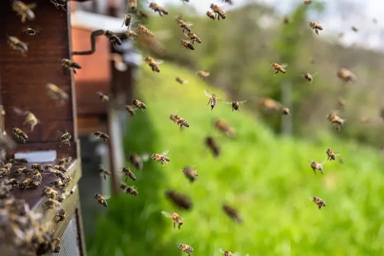 Η μητέρα πέθανε από 300 τσιμπήματα μελισσών στο Μεξικό
