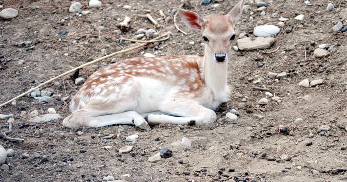 Οι λαθροθήρες πυροβόλησαν ζαρκάδι στην Ευρυτανία