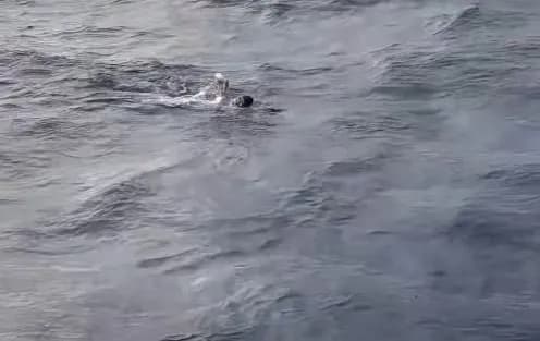 Ο Χρυσικόπουλος κολύμπησε από την Ελλάδα στην Ιταλία